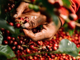 PHÂN BIỆT CÁC LOẠI CÀ PHÊ ROBUSTA TRÊN THỊ TRƯỜNGHIỆN NAY KHÔNG PHẢI AI CŨNG BIẾT 