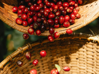 5 YẾU TỐ ĐỂ QUYẾT ĐỊNH ĐẾN 1 LY CÀ PHÊ NGON| NONLA COFFEE