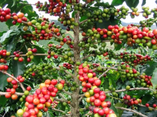 CÀ PHÊ SẤY THĂNG HOA CÓ BỊ MẤT CAFFEINE KHÔNG? 
