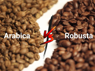 ROBUSTA VÀ ARABICA: HAI GIỐNG CÀ PHÊ QUAN TRỌNG NHẤT THẾ GIỚI KHÁC NHAU NHƯ THẾ NÀO | NONLA COFFEE