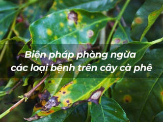 CÁC LOẠI SÂU BỆNH HẠI PHỔ BIẾN TRÊN CÂY CÀ PHÊ & BIỆN PHÁP PHÒNG TRỊ HIỆU QUẢ | NONLA COFFEE