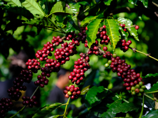 THÁNG 1 – GIAI ĐOẠN VÀNG VÀ CHẤT LƯỢNG CÀ PHÊ TRONG NĂM | NONLA COFFEE