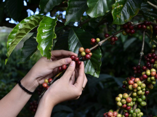 XUẤT KHẨU CÀ PHÊ SANG MỸ, EU THÌ CẦN NHỮNG TIÊU CHUẨN NÀO | NONLA COFFEE