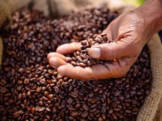 LÝ DO NHIỀU NGƯỜI ĐANG DẦN CHUYỂN QUA DÒNG CÀ PHÊ SẤY LẠNH | NONLA COFFEE