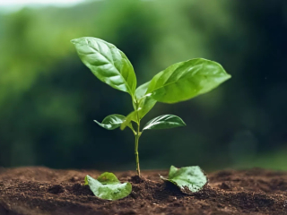 CÓ THỂ BẠN CHƯA BIẾT: ĐỂ CÓ MỘT VỤ CÀ PHÊ ĐẠT CHUẨN, CÂY CÀ PHÊ CẦN PHẢI QUA RẤT NHIỀU GIAI ĐOẠN?