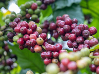 CÀ PHÊ SẤY THĂNG HOA LÀ GÌ? VÌ SAO NGÀY CÀNG ĐƯỢC ƯA CHUỘNG?
