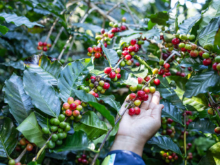 ĐIỀU GÌ QUYẾT ĐỊNH CHẤT LƯỢNG CỦA MỘT LY CÀ PHÊ SẤY THĂNG HOA?| NONLA COFFEE