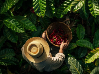  NHỮNG ĐIỀU MÀ BẠN CÓ THỂ CHƯA BIẾT VỀ CÂY CÀ PHÊ