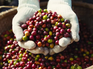 TVC - TRỌN VẸN HÀNH TRÌNH CÀ PHÊ VIỆT | NONLA COFFEE