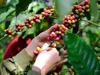 CÀ PHÊ VIỆT SAU KHI THU HOẠCH SẼ ĐI ĐÂU?? | NONLA COFFEE
