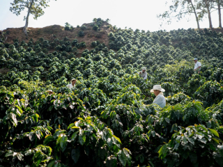 MÙA THU HOẠCH CÀ PHÊ TÂY NGUYÊN: THỜI ĐIỂM – CÁCH HÁI – CÁCH CHẾ BIẾN | NONLA COFFEE