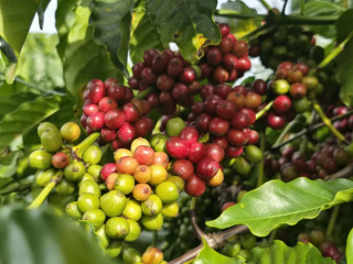 SỰ KHÁC BIỆT GIỮA CÀ PHÊ HÒA TAN, CÀ PHÊ RANG XAY VÀ CÀ PHÊ SẤY THĂNG HOA LÀ GÌ?| NONLA COFFEE