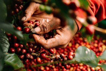 PHÂN BIỆT CÁC LOẠI CÀ PHÊ ROBUSTA TRÊN THỊ TRƯỜNGHIỆN NAY KHÔNG PHẢI AI CŨNG BIẾT 