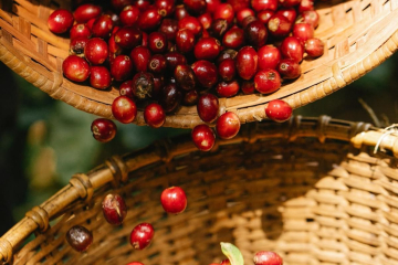 5 YẾU TỐ ĐỂ QUYẾT ĐỊNH ĐẾN 1 LY CÀ PHÊ NGON| NONLA COFFEE