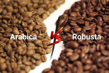 ROBUSTA VÀ ARABICA: HAI GIỐNG CÀ PHÊ QUAN TRỌNG NHẤT THẾ GIỚI KHÁC NHAU NHƯ THẾ NÀO | NONLA COFFEE