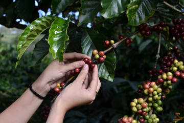 XUẤT KHẨU CÀ PHÊ SANG MỸ, EU THÌ CẦN NHỮNG TIÊU CHUẨN NÀO | NONLA COFFEE