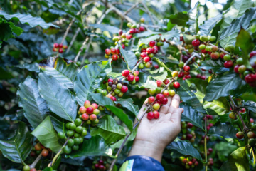 ĐIỀU GÌ QUYẾT ĐỊNH CHẤT LƯỢNG CỦA MỘT LY CÀ PHÊ SẤY THĂNG HOA?| NONLA COFFEE