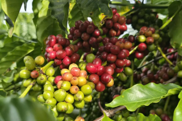 SỰ KHÁC BIỆT GIỮA CÀ PHÊ HÒA TAN, CÀ PHÊ RANG XAY VÀ CÀ PHÊ SẤY THĂNG HOA LÀ GÌ?| NONLA COFFEE