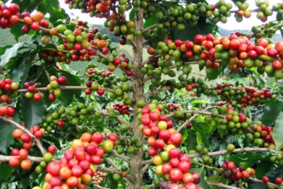 CÀ PHÊ SẤY THĂNG HOA CÓ BỊ MẤT CAFFEINE KHÔNG? 