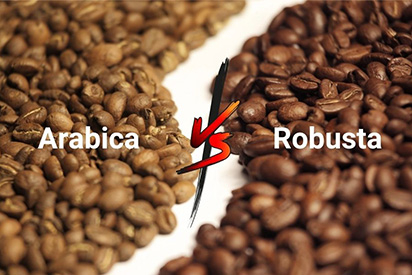 ROBUSTA VÀ ARABICA: HAI GIỐNG CÀ PHÊ QUAN TRỌNG NHẤT THẾ GIỚI KHÁC NHAU NHƯ THẾ NÀO | NONLA COFFEE