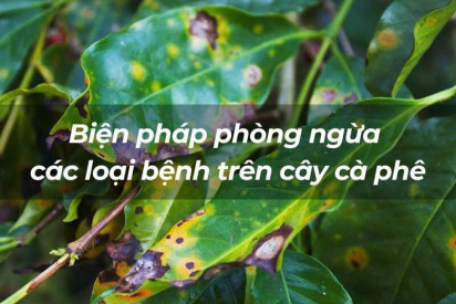 CÁC LOẠI SÂU BỆNH HẠI PHỔ BIẾN TRÊN CÂY CÀ PHÊ & BIỆN PHÁP PHÒNG TRỊ HIỆU QUẢ | NONLA COFFEE