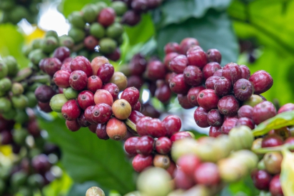 CÀ PHÊ SẤY THĂNG HOA LÀ GÌ? VÌ SAO NGÀY CÀNG ĐƯỢC ƯA CHUỘNG?