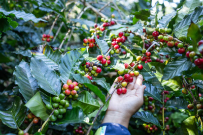 ĐIỀU GÌ QUYẾT ĐỊNH CHẤT LƯỢNG CỦA MỘT LY CÀ PHÊ SẤY THĂNG HOA?| NONLA COFFEE