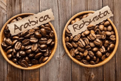 Cà phê Robusta Và Arabica Khác Nhau Thế Nào? – Góc Nhìn Từ | AODAI COFFEE