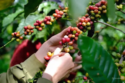 CÀ PHÊ VIỆT SAU KHI THU HOẠCH SẼ ĐI ĐÂU?? | NONLA COFFEE
