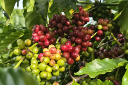 SỰ KHÁC BIỆT GIỮA CÀ PHÊ HÒA TAN, CÀ PHÊ RANG XAY VÀ CÀ PHÊ SẤY THĂNG HOA LÀ GÌ?| NONLA COFFEE