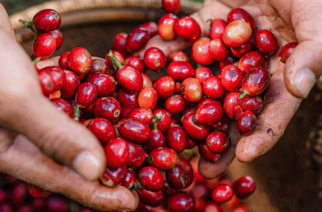 NONLA VIETNAM GLOBAL 